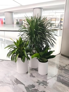 宁波江北盆景租赁专业